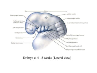 Embryo at 4 - 5 weeks (Lateral view)
 