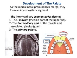 Prof. Makarem 30
Development of The Palate
As the medial nasal prominences merge, they
form an intermaxillary segment
The intermaxillary segment gives rise to:
1- The Philtrum (median part of the upper lip).
2- The Premaxillary part of the maxilla and
associated gingiva (gum).
3- The primary palate.
 