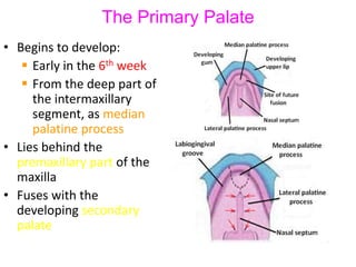 The Primary Palate
• Begins to develop:
 Early in the 6th week
 From the deep part of
the intermaxillary
segment, as median
palatine process
• Lies behind the
premaxillary part of the
maxilla
• Fuses with the
developing secondary
palate
 