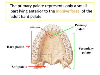 The primary palate represents only a small
part lying anterior to the incisive fossa, of the
adult hard palate
Hard palate
Primary
palate
Soft palate
Secondary
palate
 