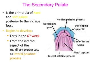 The Secondary Palate
• Is the primordia of hard
and soft palate
posterior to the incisive
fossa
• Begins to develop:
 Early in the 6th week
 From the internal
aspect of the
maxillary processes,
as lateral palatine
process
 