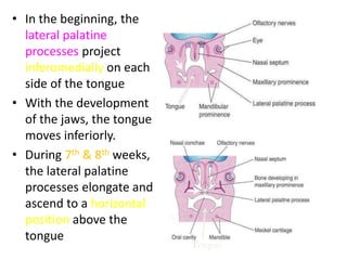 • In the beginning, the
lateral palatine
processes project
inferomedially on each
side of the tongue
• With the development
of the jaws, the tongue
moves inferiorly.
• During 7th & 8th weeks,
the lateral palatine
processes elongate and
ascend to a horizontal
position above the
tongue
Tongue
 