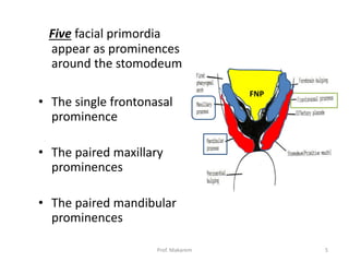 Five facial primordia
appear as prominences
around the stomodeum
• The single frontonasal
prominence
• The paired maxillary
prominences
• The paired mandibular
prominences
FNP
5
Prof. Makarem
 