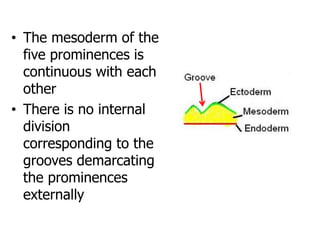 • The mesoderm of the
five prominences is
continuous with each
other
• There is no internal
division
corresponding to the
grooves demarcating
the prominences
externally
 