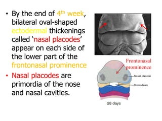 • By the end of 4th week,
bilateral oval-shaped
ectodermal thickenings
called ‘nasal placodes’
appear on each side of
the lower part of the
frontonasal prominence
• Nasal placodes are
primordia of the nose
and nasal cavities.
Frontonasal
prominence
 