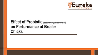 Effect of Probiotic (Saccharomyces cerevisiae)
on Performance of Broiler
Chicks
 