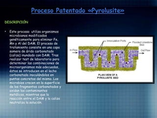 DESCRIPCIÓN
• Este proceso utiliza organismos
microbianos modificados
genéticamente para eliminar Fe,
Mn y Al del DAM. El proceso de
tratamiento consiste en una capa
somera de árido carbonatado
(caliza) inundado con DAM. Tras
realizar test de laboratorio para
determinar las combinaciones de
microorganismos más adecuadas,
éstos se introducen en el lecho
carbonatado inoculándolos en
puntos concretos del mismo. Los
microbios crecen en la superficie
de los fragmentos carbonatados y
oxidan los contaminantes
metálicos, mientras que la
reacción entre el DAM y la caliza
neutraliza la solución.
 
