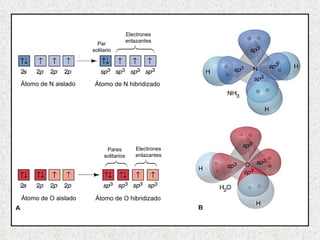Átomo de N aislado Átomo de N hibridizado Átomo de O aislado Átomo de O hibridizado Par solitario Electrones enlazantes Pares solitarios Electrones enlazantes 