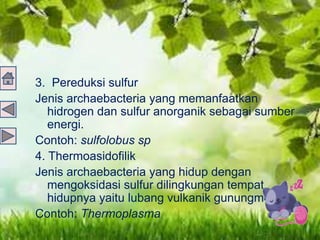 3. Pereduksi sulfur
Jenis archaebacteria yang memanfaatkan
hidrogen dan sulfur anorganik sebagai sumber
energi.
Contoh: sulfolobus sp
4. Thermoasidofilik
Jenis archaebacteria yang hidup dengan
mengoksidasi sulfur dilingkungan tempat
hidupnya yaitu lubang vulkanik gunungmerapi.
Contoh: Thermoplasma
 