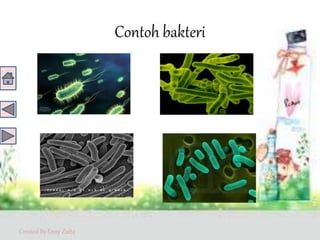 Created By Enny Zuita
Contoh bakteri
 