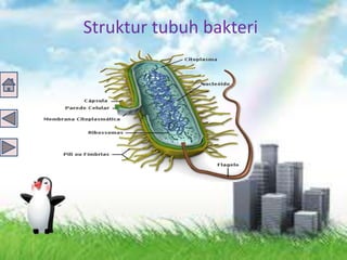 Struktur tubuh bakteri
 