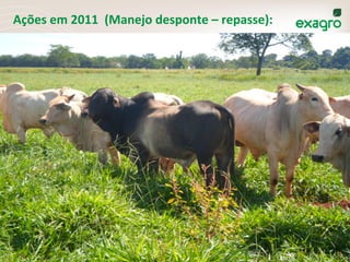 Ações	
  em	
  2011	
  	
  (Manejo	
  desponte	
  –	
  repasse):	
  	
  
 