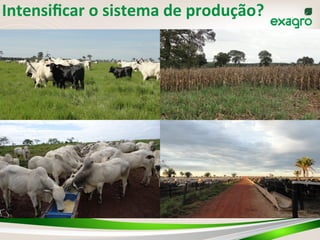 73	
  
Intensiﬁcar	
  o	
  sistema	
  de	
  produção?	
  
 
