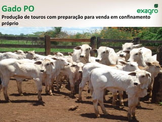 Gado	
  PO	
  
Produção	
  de	
  touros	
  com	
  preparação	
  para	
  venda	
  em	
  conﬁnamento	
  
próprio	
  
 