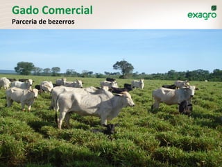 Gado	
  Comercial	
  
Parceria	
  de	
  bezerros	
  
 