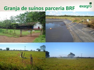 Granja	
  de	
  suínos	
  parceria	
  BRF	
  
 