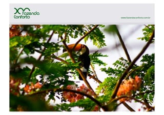 03 flavio-abdo-130226-wbeef-confinamento