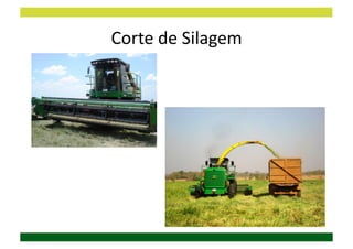 Corte	
  de	
  Silagem	
  
 