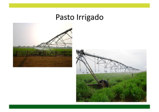 Pasto	
  Irrigado	
  
 