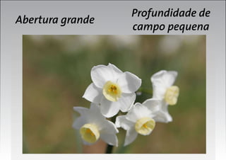 Abertura grande

Profundidade de
campo pequena

 