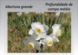 Abertura grande

Profundidade de
campo média

 