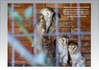 Abertura grande (profundidade
de campo pequena) e foco nas
corujas dormindo, faz com que a
grade, que está longe do ponto
de foco, fique desfocada.

 