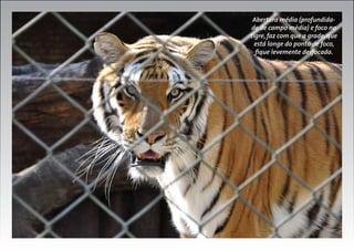 Abertura média (profundidade de campo média) e foco no
tigre, faz com que a grade, que
está longe do ponto de foco,
fique levemente desfocada.

 