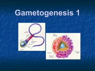 Gametogenesis 1
 