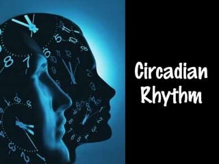 Circadian
Rhythm
 