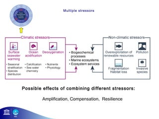 Multiple stressors 
Possible effects of combining different stressors: 
Amplification, Compensation, Resilience 
 