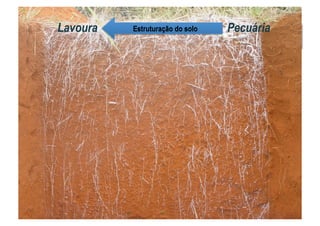 Lavoura PecuáriaEstruturação do solo
 