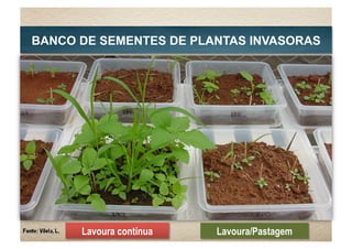 Lavoura contínua Lavoura/Pastagem
BANCO DE SEMENTES DE PLANTAS INVASORAS
 
