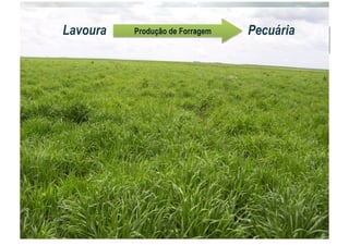 Lavoura PecuáriaProdução de Forragem
 