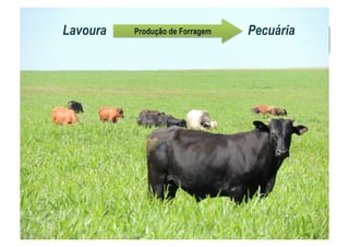 Lavoura PecuáriaProdução de Forragem
 