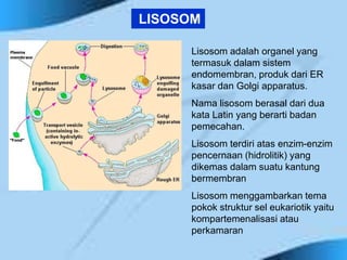 LISOSOM
Lisosom adalah organel yang
termasuk dalam sistem
endomembran, produk dari ER
kasar dan Golgi apparatus.
Nama lisosom berasal dari dua
kata Latin yang berarti badan
pemecahan.
Lisosom terdiri atas enzim-enzim
pencernaan (hidrolitik) yang
dikemas dalam suatu kantung
bermembran
Lisosom menggambarkan tema
pokok struktur sel eukariotik yaitu
kompartemenalisasi atau
perkamaran
 