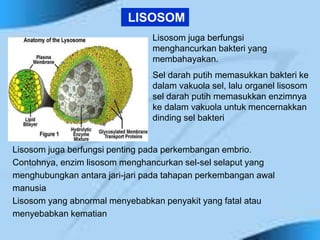 Lisosom juga berfungsi
menghancurkan bakteri yang
membahayakan.
Sel darah putih memasukkan bakteri ke
dalam vakuola sel, lalu organel lisosom
sel darah putih memasukkan enzimnya
ke dalam vakuola untuk mencernakkan
dinding sel bakteri
LISOSOM
Lisosom juga berfungsi penting pada perkembangan embrio.
Contohnya, enzim lisosom menghancurkan sel-sel selaput yang
menghubungkan antara jari-jari pada tahapan perkembangan awal
manusia
Lisosom yang abnormal menyebabkan penyakit yang fatal atau
menyebabkan kematian
 