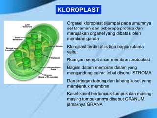 Organel kloroplast dijumpai pada umumnya
sel tanaman dan beberapa protista dan
merupakan organel yang dibatasi oleh
membran ganda
Kloroplast terdiri atas tiga bagian utama
yaitu:
Ruangan sempit antar membran protoplast
Bagian dalam membran dalam yang
mengandung cairan tebal disebut STROMA
Dan jaringan tabung dan lubang kaset yang
membentuk membran
Kaset-kaset bertumpuk-tumpuk dan masing-
masing tumpukannya disebut GRANUM,
jamaknya GRANA
KLOROPLAST
 