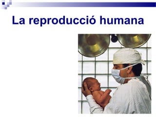 La reproducció humana 
 
