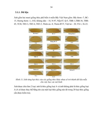 34
3.1.1. Dữ liệu
Ảnh gồm hai mươi giống thóc phổ biến ở miền Bắc Việt Nam gồm: Bắc thơm -7, BC-
15, Hương thơm -1, J-02, Kháng dân – 18, N-97, Nếp-87, Q-5, TBR-1,TBR-36, TBR-
45, TCH, TH3-3, TH3-4, TH3-5, Thiên ưu -8, Thơm-RVT, Việt lai – 20, VS-1, Xi-23.
Hình 3.1.Ảnh từng hạt thóc của các giống thóc khác nhau sẽ trở thành dữ liệu mẫu
cho việc học các mô hình
Ảnh được chia làm 2 loại: ảnh là thóc giống loại A và ảnh không phải là thóc giống loại
A (A sẽ được thay thế bằng tên của một loại thóc giống nào đó trong 20 loại thóc giống
cần được kiểm tra).
 