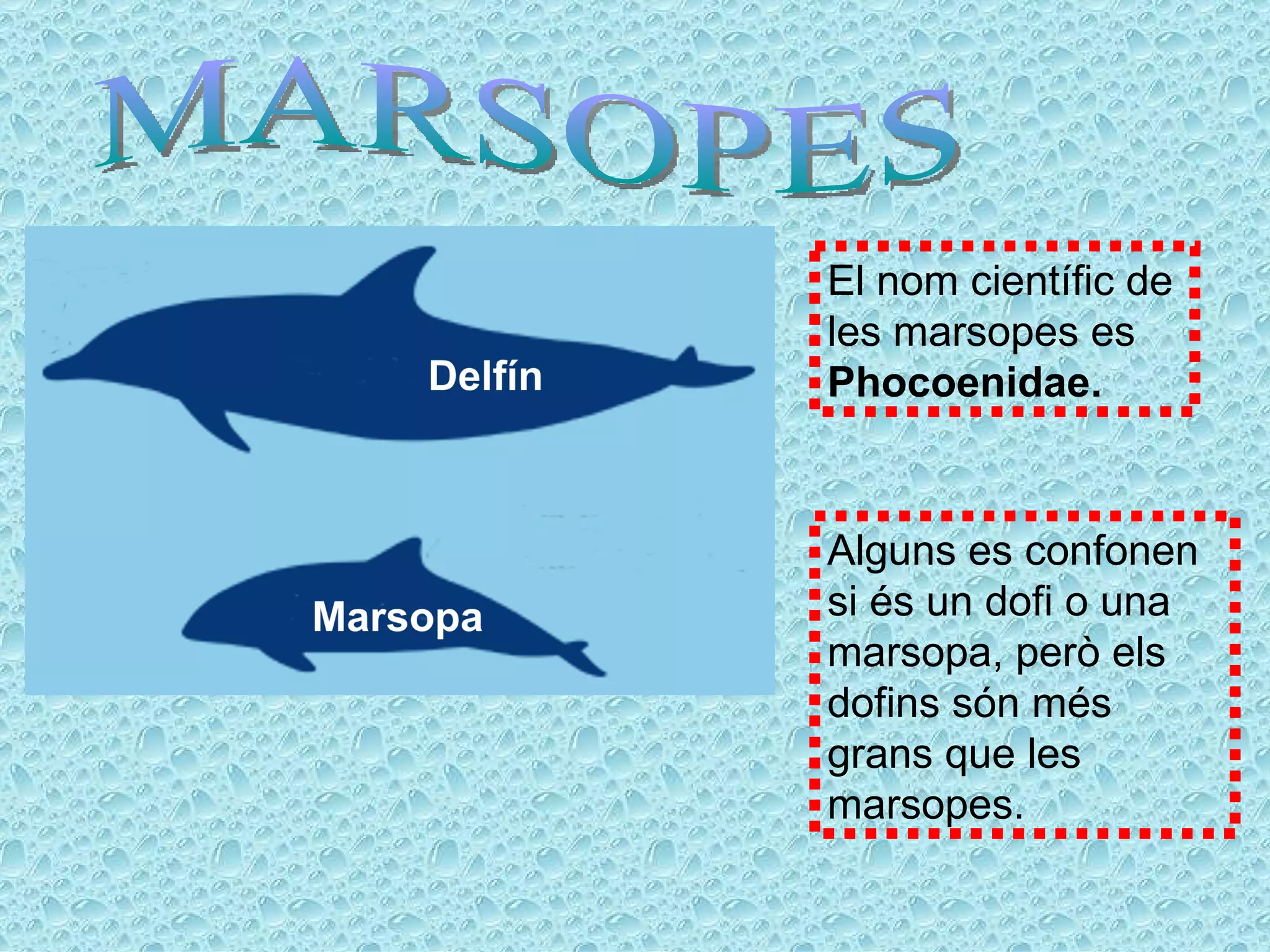 El nom científic de
les marsopes es
Phocoenidae.


Alguns es confonen
si és un dofi o una
marsopa, però els
dofins són més
grans que les
marsopes.
 