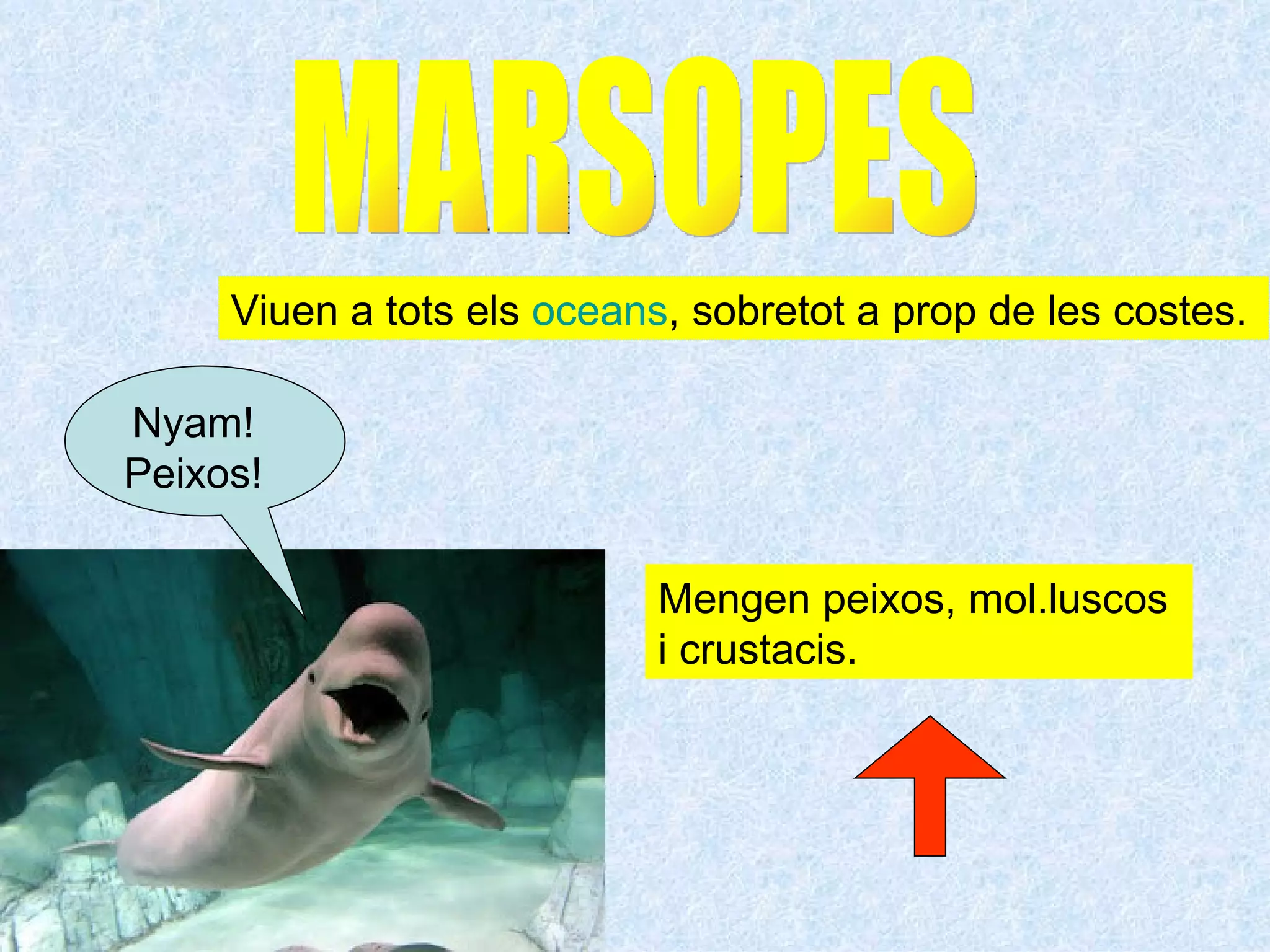 Viuen a tots els oceans, sobretot a prop de les costes.

Nyam!
Peixos!

                            Mengen peixos, mol.luscos
                            i crustacis.
 