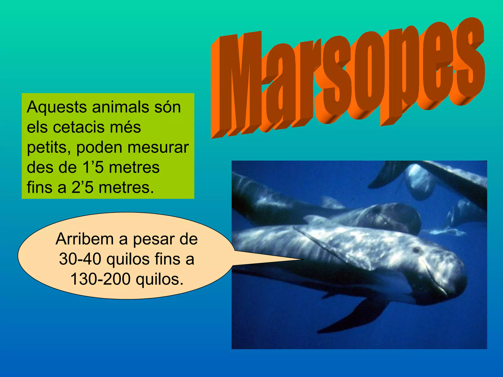 Aquests animals són
els cetacis més
petits, poden mesurar
des de 1’5 metres
fins a 2’5 metres.


   Arribem a pesar de
   30-40 quilos fins a
     130-200 quilos.
 