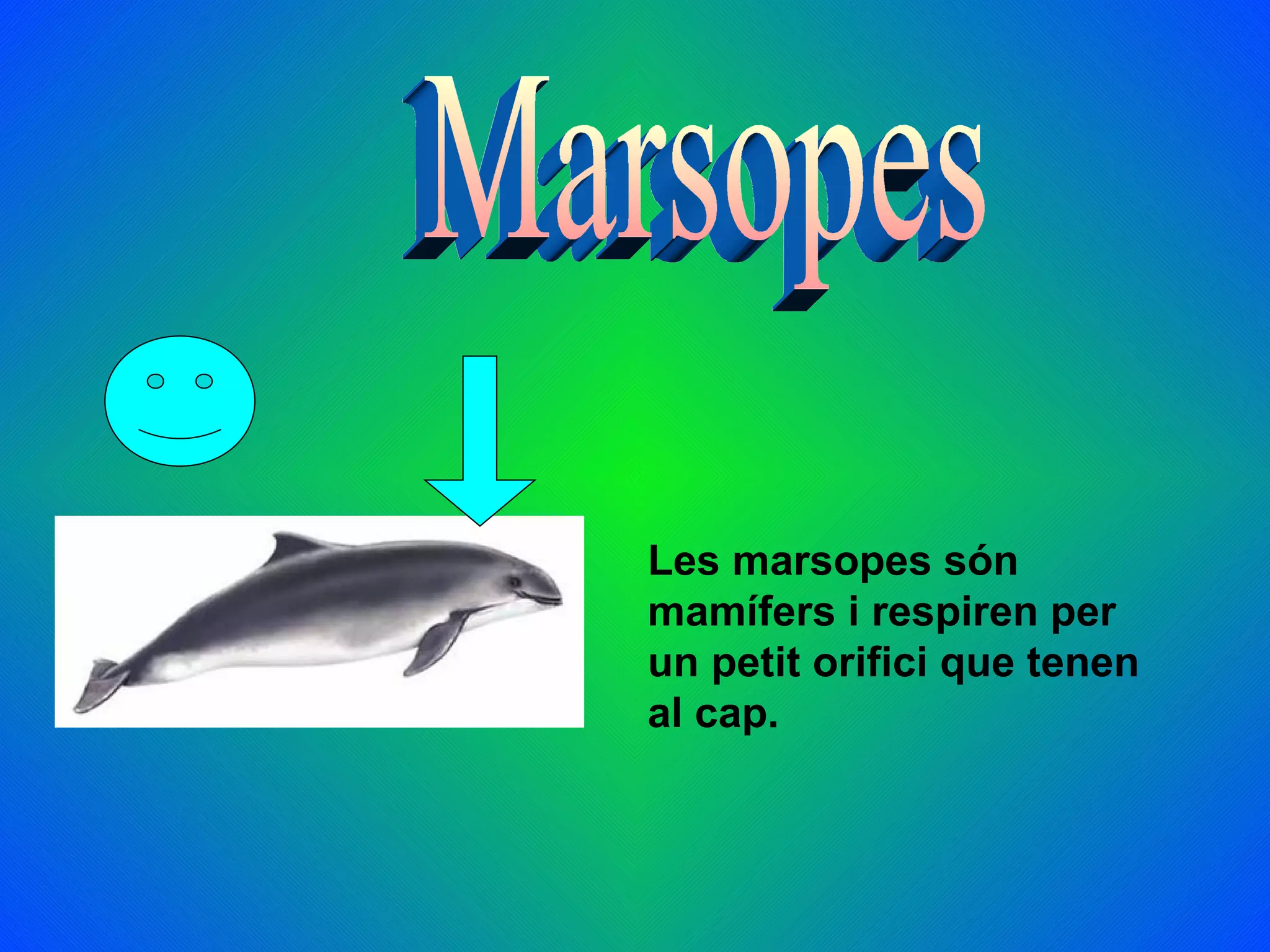 Les marsopes són
mamífers i respiren per
un petit orifici que tenen
al cap.
 