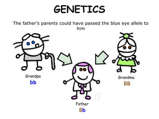 GENETICS
The father’s parents could have passed the blue eye allele to
him

Grandpa

Grandma

bb

BB

Father

Bb

 
