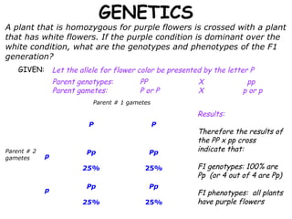 GENETICS

A plant that is homozygous for purple flowers is crossed with a plant
that has white flowers. If the purple condition is dominant over the
white condition, what are the genotypes and phenotypes of the F1
generation?
GIVEN:

Let the allele for flower color be presented by the letter P
Parent genotypes:
Parent gametes:

PP
P or P

X
X

pp
p or p

Parent # 1 gametes

Results:
P

Parent # 2
gametes

p

Pp

Pp

25%

p

P

25%

Pp

Pp

25%

25%

Therefore the results of
the PP x pp cross
indicate that:
F1 genotypes: 100% are
Pp (or 4 out of 4 are Pp)
F1 phenotypes: all plants
have purple flowers

 