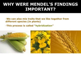 WHY WERE MENDEL’S FINDINGS
IMPORTANT?
-We can also mix traits that we like together from
different species (in plants)
-This process is called “hybridization”

 