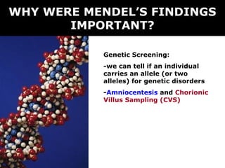 WHY WERE MENDEL’S FINDINGS
IMPORTANT?
Genetic Screening:
-we can tell if an individual
carries an allele (or two
alleles) for genetic disorders
-Amniocentesis and Chorionic
Villus Sampling (CVS)

 