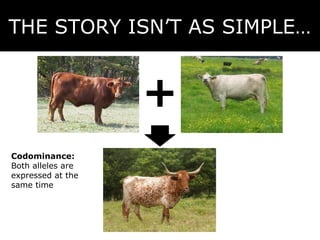THE STORY ISN’T AS SIMPLE…

Codominance:
Both alleles are
expressed at the
same time

 