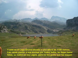 Y este es el Lago Ercina situado a una altura de 1108 metros. Las vacas pastan a sus anchas por todos lados, se dejan hacer fotos, se meten en los Lagos, pero no les gusta que las toquen 