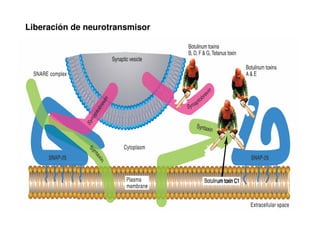 Liberación de neurotransmisor 
 